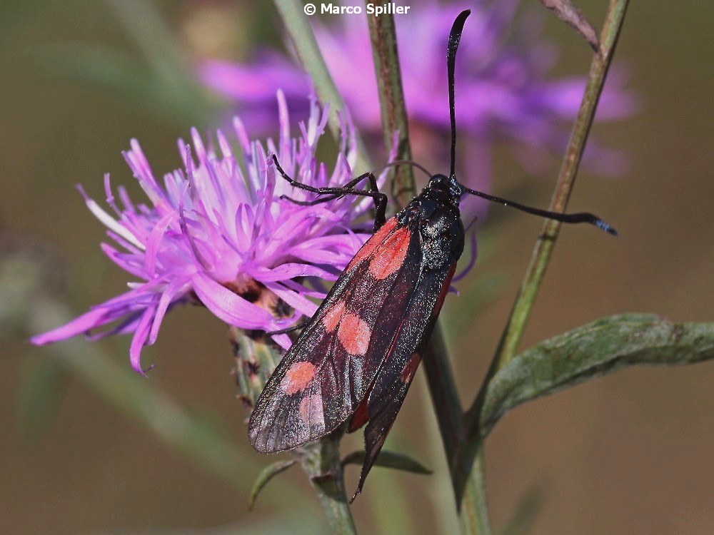 Zygaena (Zygaena) filipendulae, Zygaenidae